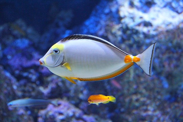 האקווריום של מילאנו – Aquarium of Milan